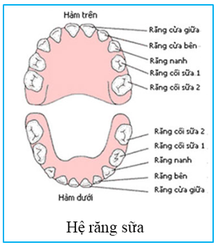 Quá trình mọc răng sữa và thay răng ở trẻ